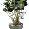 Flamingoplant (Anthurium Andreanum 'Arrow') D 30 H 80 Cm -Groene Bloom Winkel 8720256488019 0