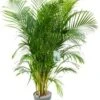 Goudpalm (Dypsis Lutescens) D 27 H 150 Cm 2 Goudpalm (Dypsis Lutescens) D 27 H 150 Cm -Groene Bloom Winkel 8720256488040