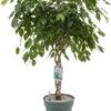 Treurvijg Op Gevlochten Stam (Ficus Benjamina 'Adora') D 27 H 120 Cm -Groene Bloom Winkel 8720256488057