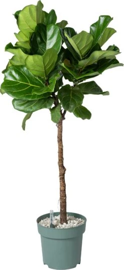 Vioolbladplant Op Stam (Ficus Lyrata) D 27 H 140 Cm