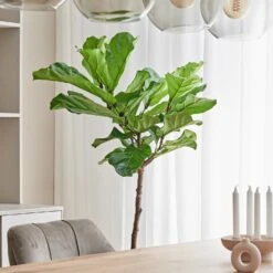 Vioolbladplant Op Stam (Ficus Lyrata) D 27 H 140 Cm -Groene Bloom Winkel 8720256488064 9