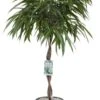 Rubberboom (Ficus Binnendijkii 'Alii') D 27 H 120 Cm 2 Rubberboom (Ficus Binnendijkii 'Alii') D 27 H 120 Cm -Groene Bloom Winkel 8720256488071 0