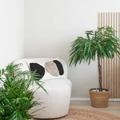 Rubberboom (Ficus Binnendijkii 'Alii') D 27 H 120 Cm -Groene Bloom Winkel 8720256488071 10