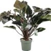 Philodendron (Philodendron 'Red Beauty') D 27 H 100 Cm 1 Philodendron (Philodendron 'Red Beauty') D 27 H 100 Cm -Groene Bloom Winkel 8720256488095 0
