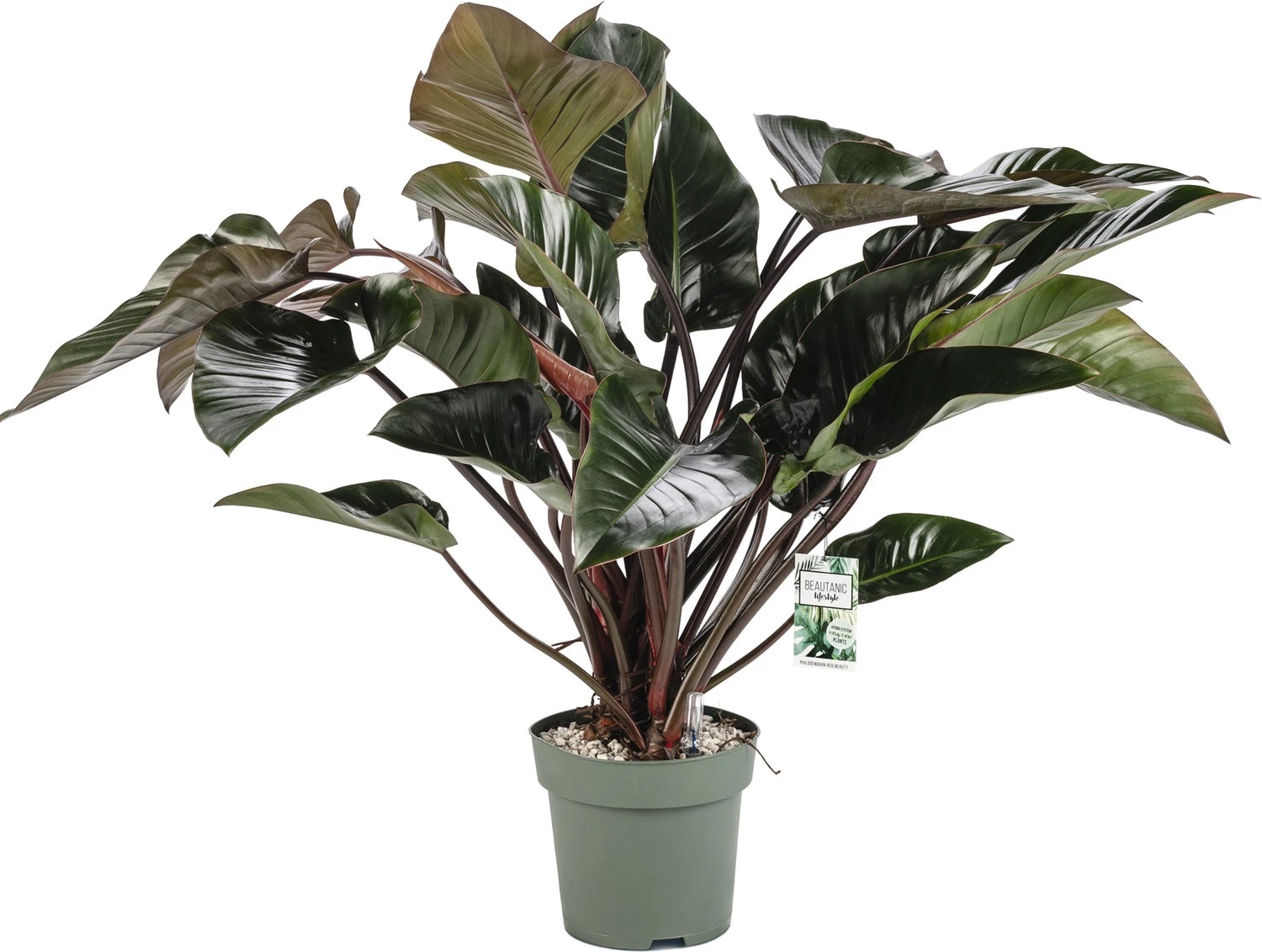 Philodendron (Philodendron 'Red Beauty') D 27 H 100 Cm 3 Philodendron (Philodendron 'Red Beauty') D 27 H 100 Cm