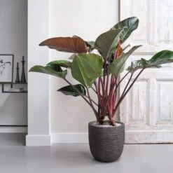 Philodendron (Philodendron 'Red Beauty') D 27 H 100 Cm 5 Philodendron (Philodendron 'Red Beauty') D 27 H 100 Cm -Groene Bloom Winkel 8720256488095 12