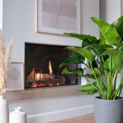 Philodendron (Philodendron 'Green Beauty') D 27 H 90 Cm -Groene Bloom Winkel 8720256488101 14