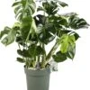 Gatenplant (Monstera Deliciosa) D 30 H 100 Cm 1 Gatenplant (Monstera Deliciosa) D 30 H 100 Cm -Groene Bloom Winkel 8720256488125 0