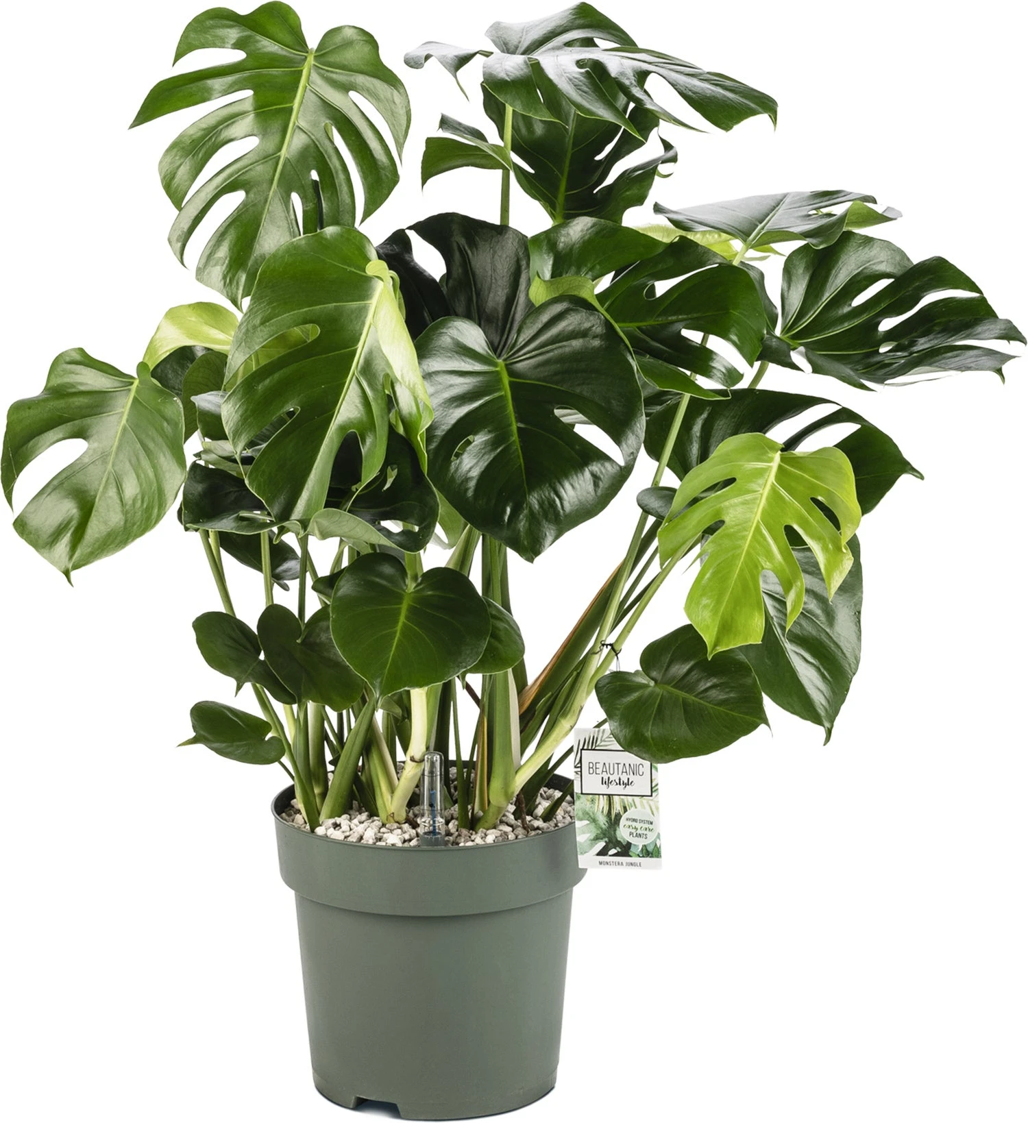 Gatenplant (Monstera Deliciosa) D 30 H 100 Cm 3 Gatenplant (Monstera Deliciosa) D 30 H 100 Cm