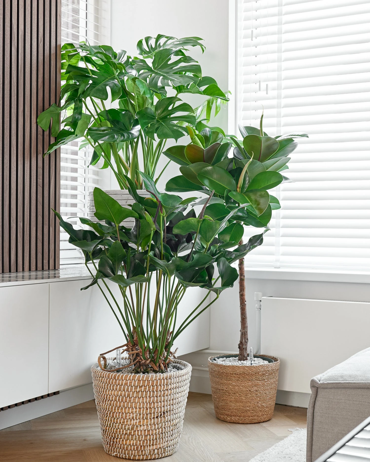 Gatenplant (Monstera Deliciosa) D 30 H 100 Cm 4 Gatenplant (Monstera Deliciosa) D 30 H 100 Cm - Afbeelding 2