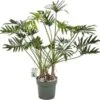 Philodendron (Philodendron 'Xantal') D 30 H 120 Cm 1 Philodendron (Philodendron 'Xantal') D 30 H 120 Cm -Groene Bloom Winkel 8720256488132 0