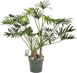 Philodendron (Philodendron 'Xantal') D 30 H 120 Cm 3 Philodendron (Philodendron 'Xantal') D 30 H 120 Cm