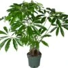 Philodendron Op Stam (Philodendron 'Fun Bun') D 30 H 130 Cm -Groene Bloom Winkel 8720256488149