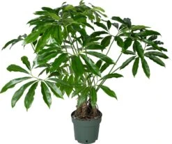 Philodendron Op Stam (Philodendron 'Fun Bun') D 30 H 130 Cm