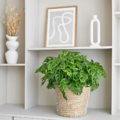 Gatenplant (Monstera 'Monkey Mask') D 27 H 60 Cm -Groene Bloom Winkel 8720256488231 23