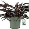 Philodendron (Philodendron 'Lisa') D 27 H 65 Cm 2 Philodendron (Philodendron 'Lisa') D 27 H 65 Cm -Groene Bloom Winkel 8720256488279 0
