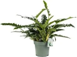 Philodendron (Philodendron 'Rambo') D 27 H 65 Cm