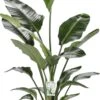Paradijsvogelplant (Strelitzia Nicolai) D 27 H 150 Cm 2 Paradijsvogelplant (Strelitzia Nicolai) D 27 H 150 Cm -Groene Bloom Winkel 8720256488453 0