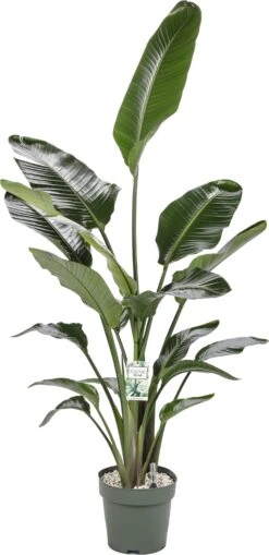 Paradijsvogelplant (Strelitzia Nicolai) D 27 H 150 Cm