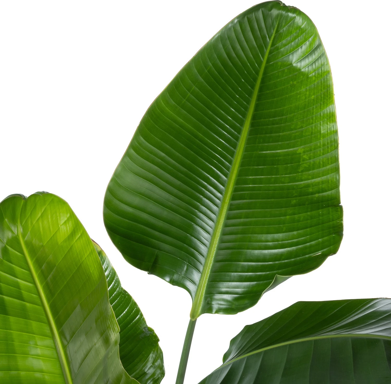 Paradijsvogelplant (Strelitzia Nicolai) D 27 H 150 Cm 4 Paradijsvogelplant (Strelitzia Nicolai) D 27 H 150 Cm - Afbeelding 2