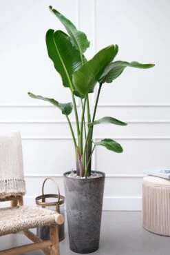 Paradijsvogelplant (Strelitzia Nicolai) D 27 H 150 Cm 13 Paradijsvogelplant (Strelitzia Nicolai) D 27 H 150 Cm -Groene Bloom Winkel 8720256488453 28