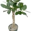 Bladvijg (Ficus Altissima) D 27 H 100 Cm 2 Bladvijg (Ficus Altissima) D 27 H 100 Cm -Groene Bloom Winkel 8720256488477 0