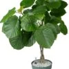 Afrikaanse Vijg (Ficus Umbellata) D 27 H 130 Cm 2 Afrikaanse Vijg (Ficus Umbellata) D 27 H 130 Cm -Groene Bloom Winkel 8720256488491