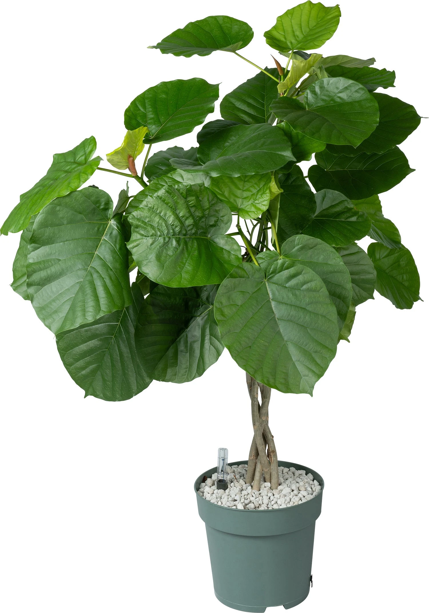 Afrikaanse Vijg (Ficus Umbellata) D 27 H 130 Cm 3 Afrikaanse Vijg (Ficus Umbellata) D 27 H 130 Cm