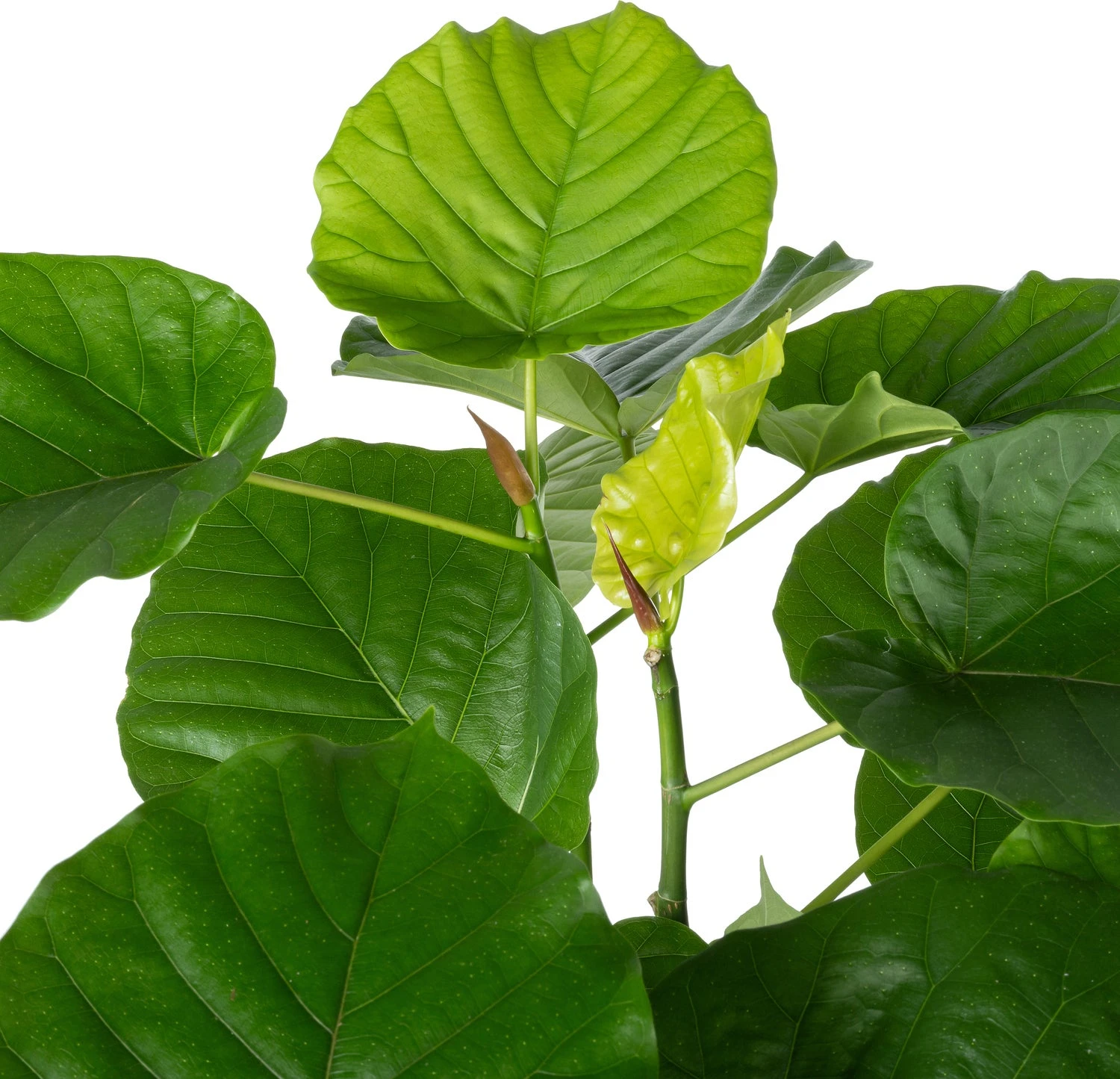 Afrikaanse Vijg (Ficus Umbellata) D 27 H 130 Cm 4 Afrikaanse Vijg (Ficus Umbellata) D 27 H 130 Cm - Afbeelding 2