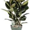 Rubberboom (Ficus Elastica 'Mandela') D 30 H 120 Cm 2 Rubberboom (Ficus Elastica 'Mandela') D 30 H 120 Cm -Groene Bloom Winkel 8720256488699 0