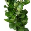 Vioolbladplant (Ficus Lyrata) D 30 H 150 Cm -Groene Bloom Winkel 8720256488781