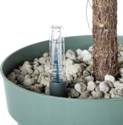 Vioolbladplant (Ficus Lyrata) D 30 H 150 Cm -Groene Bloom Winkel 8720256488781 3