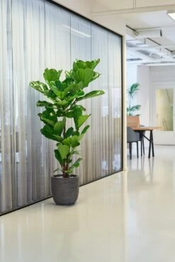 Vioolbladplant (Ficus Lyrata) D 30 H 150 Cm -Groene Bloom Winkel 8720256488781 30