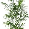 Beautanic Lifestyle Mexicaanse Dwergpalm (Chamaedorea Seifrizii) D 27 H 130 Cm 2 Beautanic Lifestyle Mexicaanse Dwergpalm (Chamaedorea Seifrizii) D 27 H 130 Cm -Groene Bloom Winkel 8720256488798 0