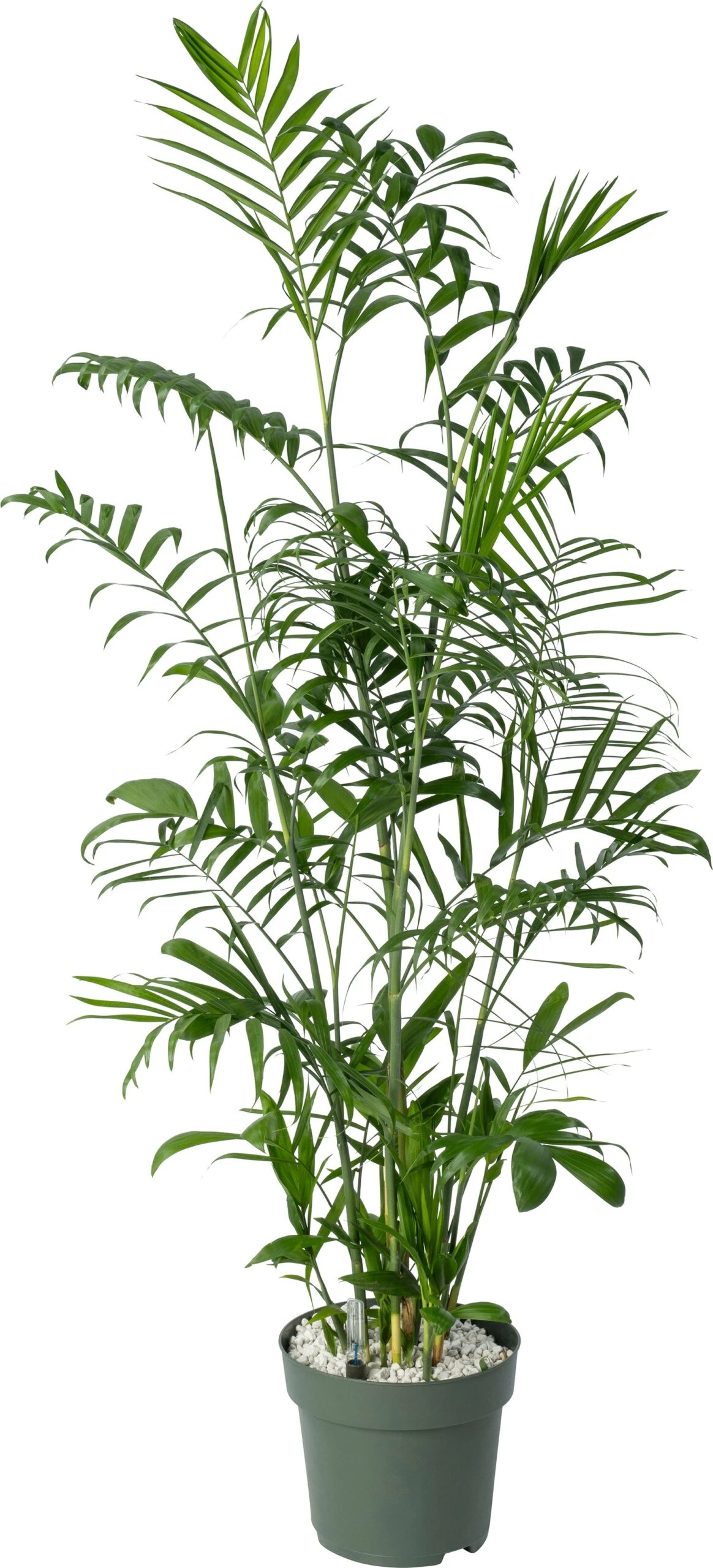 Beautanic Lifestyle Mexicaanse Dwergpalm (Chamaedorea Seifrizii) D 27 H 130 Cm 3 Beautanic Lifestyle Mexicaanse Dwergpalm (Chamaedorea Seifrizii) D 27 H 130 Cm