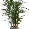 Bamboepalm (Rhapis Excelsa) D 24 H 90 Cm -Groene Bloom Winkel 8720256488842 0