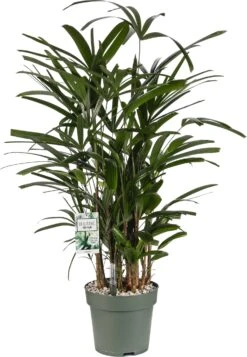 Bamboepalm (Rhapis Excelsa) D 24 H 90 Cm