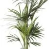 Kentiapalm (Howea Forsteriana) D 27 H 160 Cm -Groene Bloom Winkel 8720256488897 0