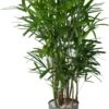Bamboepalm (Rhapis Excelsa) D 30 H 140 Cm -Groene Bloom Winkel 8720256488903