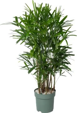 Bamboepalm (Rhapis Excelsa) D 30 H 140 Cm