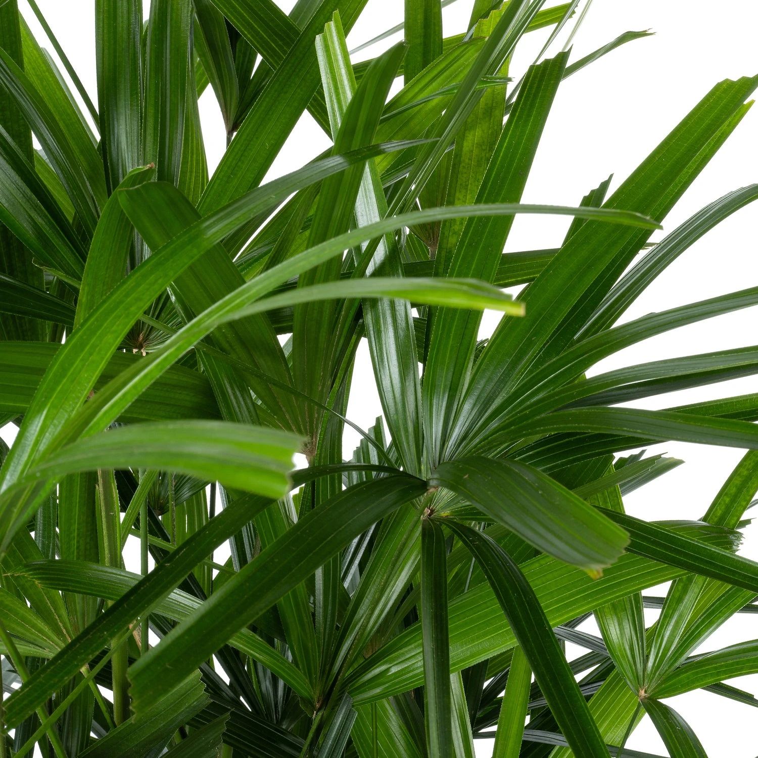 Bamboepalm (Rhapis Excelsa) D 30 H 140 Cm 4 Bamboepalm (Rhapis Excelsa) D 30 H 140 Cm - Afbeelding 2