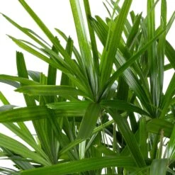 Bamboepalm (Rhapis Excelsa) D 30 H 140 Cm 8 Bamboepalm (Rhapis Excelsa) D 30 H 140 Cm -Groene Bloom Winkel 8720256488903 3