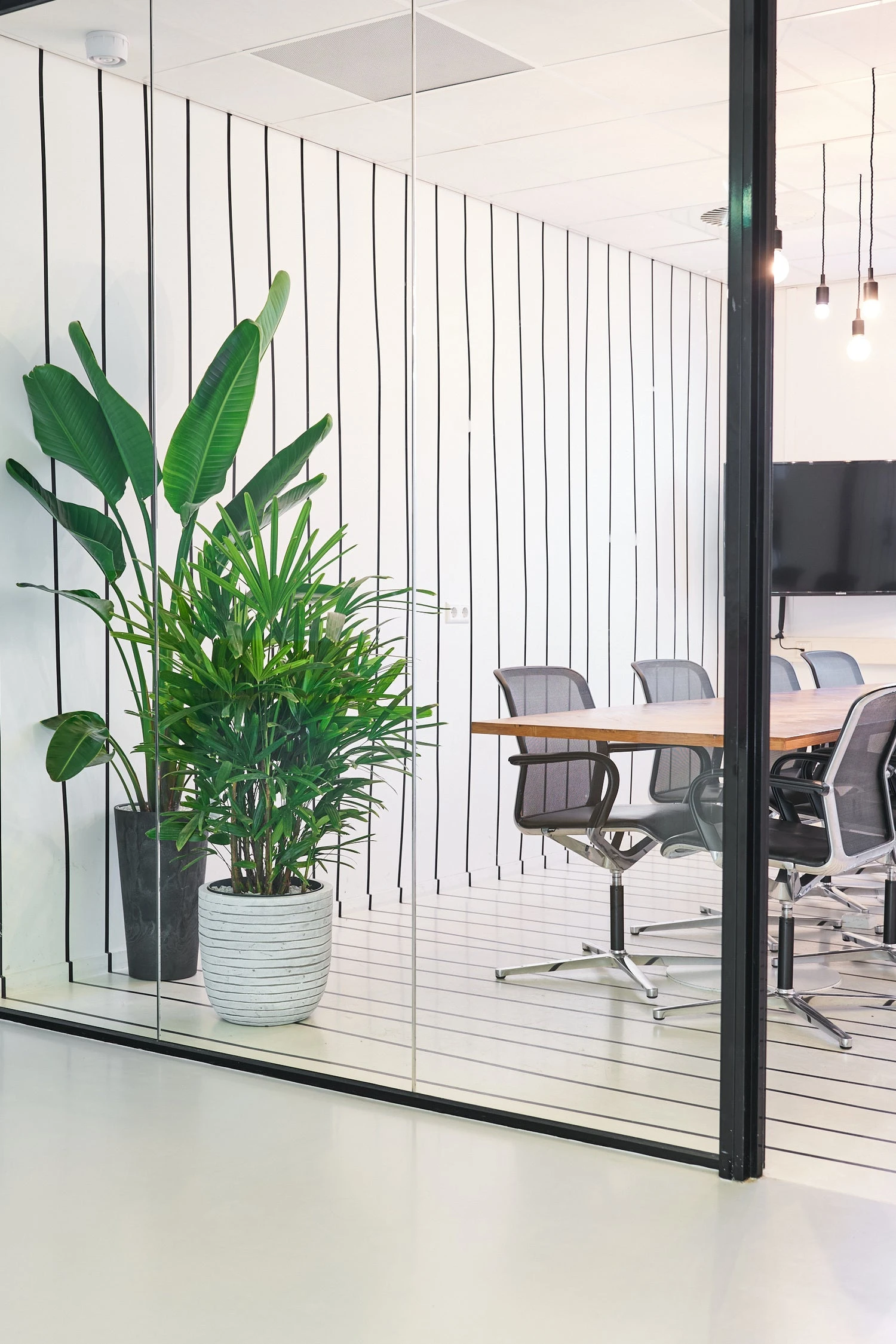 Bamboepalm (Rhapis Excelsa) D 30 H 140 Cm 6 Bamboepalm (Rhapis Excelsa) D 30 H 140 Cm - Afbeelding 4