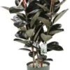 Rubberboom (Ficus Elastica 'Robusta') D 30 H 120 Cm 1 Rubberboom (Ficus Elastica 'Robusta') D 30 H 120 Cm -Groene Bloom Winkel 8720256488934 0