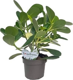 Clusia (Clusia Rosea 'Variegata') D 12 H 35 Cm 3 Clusia (Clusia Rosea 'Variegata') D 12 H 35 Cm