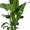 Beautanic Lifestyle Paradijsvogelplant (Strelitzia Nicolai) D 30 H 160 Cm 1 Beautanic Lifestyle Paradijsvogelplant (Strelitzia Nicolai) D 30 H 160 Cm -Groene Bloom Winkel 8720938550119 0