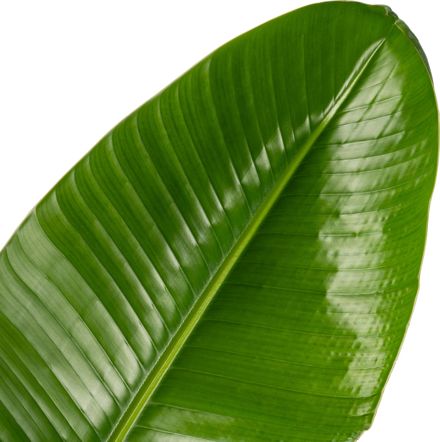 Beautanic Lifestyle Paradijsvogelplant (Strelitzia Nicolai) D 30 H 160 Cm 4 Beautanic Lifestyle Paradijsvogelplant (Strelitzia Nicolai) D 30 H 160 Cm - Afbeelding 2