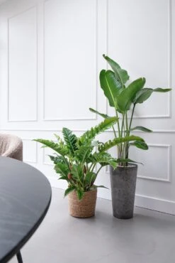 Beautanic Lifestyle Paradijsvogelplant (Strelitzia Nicolai) D 30 H 160 Cm 12 Beautanic Lifestyle Paradijsvogelplant (Strelitzia Nicolai) D 30 H 160 Cm -Groene Bloom Winkel 8720938550119 37