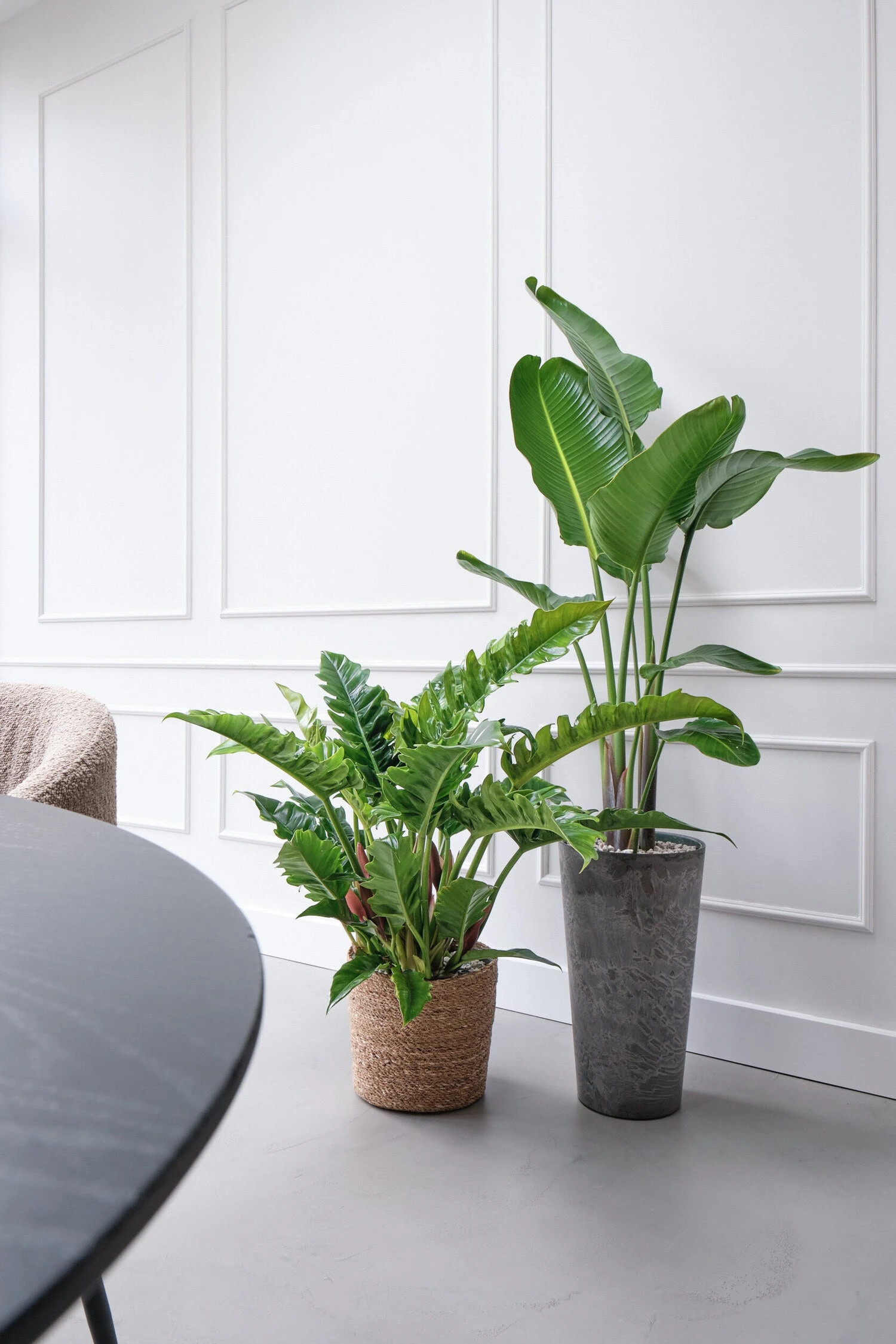 Beautanic Lifestyle Paradijsvogelplant (Strelitzia Nicolai) D 30 H 160 Cm 7 Beautanic Lifestyle Paradijsvogelplant (Strelitzia Nicolai) D 30 H 160 Cm - Afbeelding 5