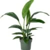 Beautanic Lifestyle Lepelplant (Spatiphyllum 'Sensation') D 30 H 110 Cm 1 Beautanic Lifestyle Lepelplant (Spatiphyllum 'Sensation') D 30 H 110 Cm -Groene Bloom Winkel 8720938550126 0